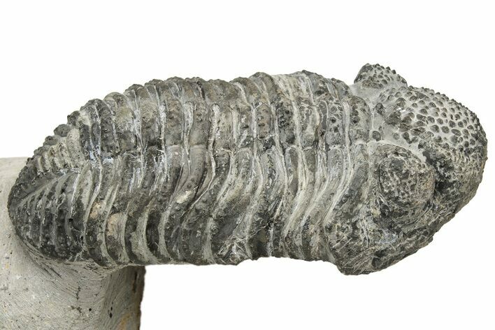 Drotops Trilobite With Exposed Hypostome - Mrakib, Morocco #235810